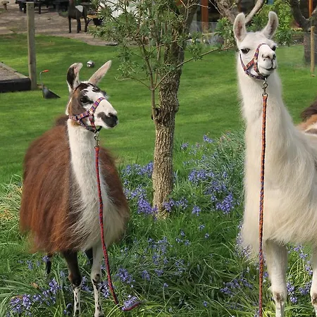 Llamas Pyjamas بنريث
